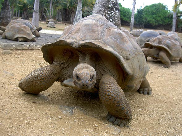 Aldabra giant tortoise