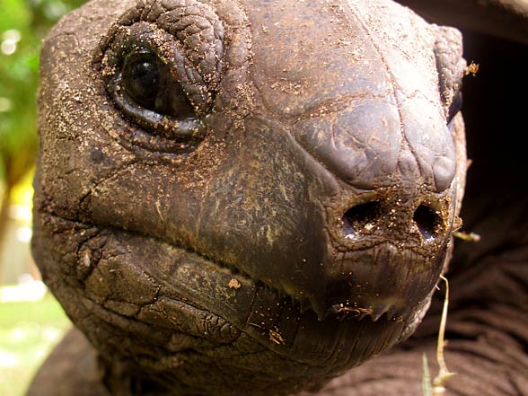 Aldabra giant tortoise