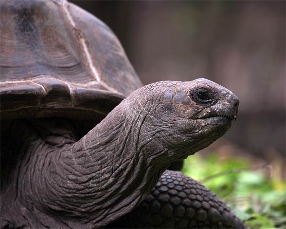 Aldabra giant tortoise