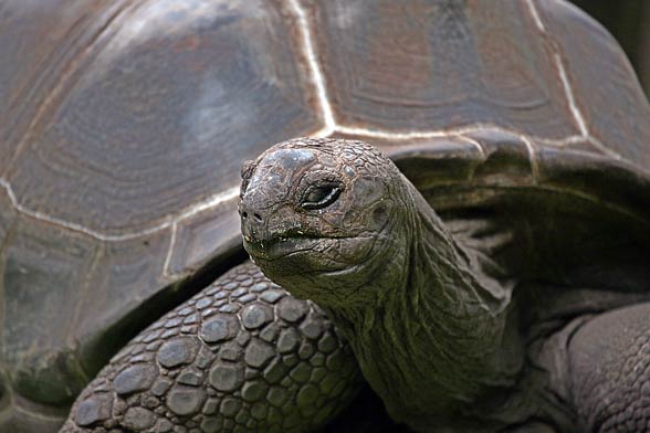 Aldabra giant tortoise