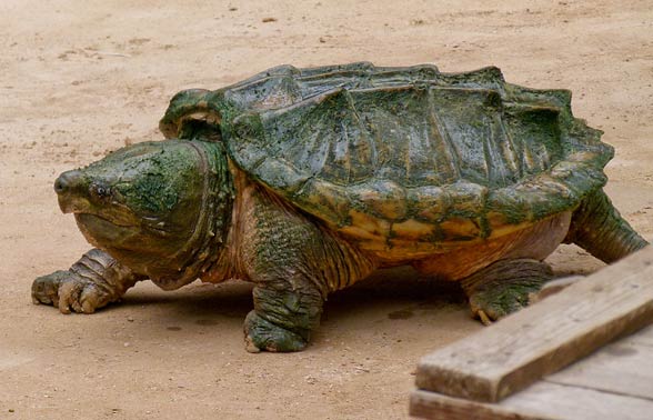 Alligator snapping turtle