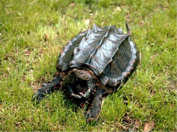 Alligator snapping turtle