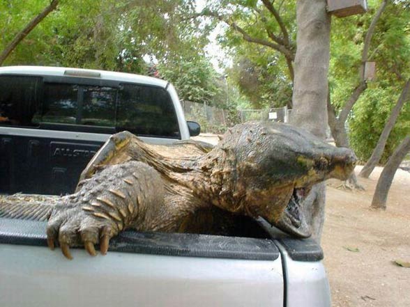 Alligator snapping turtle