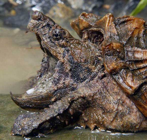 Alligator snapping turtle – powerful jaws