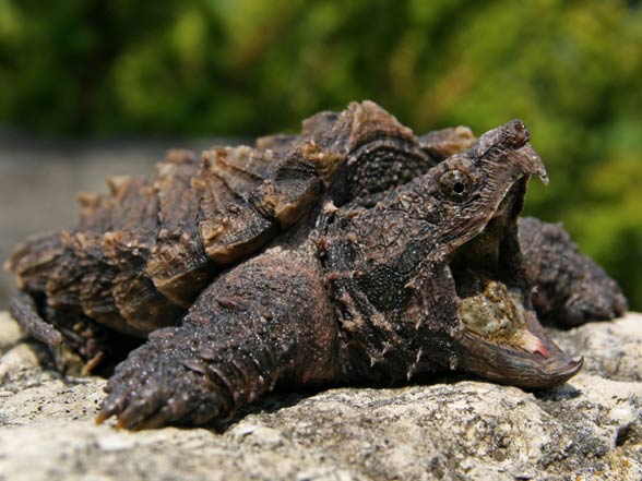 Alligator snapping turtle – powerful jaws | DinoAnimals.com