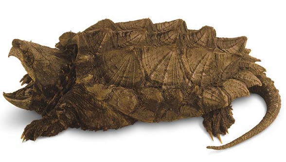 Alligator snapping turtle