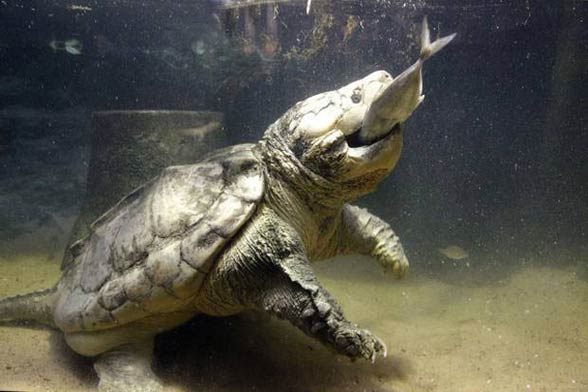 Alligator snapping turtle – powerful jaws