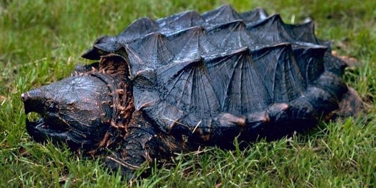 Alligator snapping turtle – powerful jaws | DinoAnimals.com