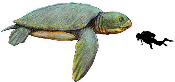 Archelon ischyros 