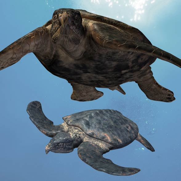 Archelon ischyros 