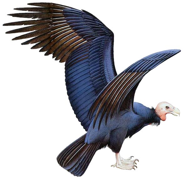 Argentavis