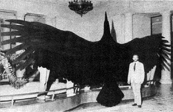 biggest bird ever found
