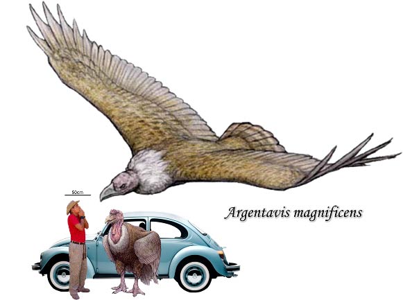 argentavis