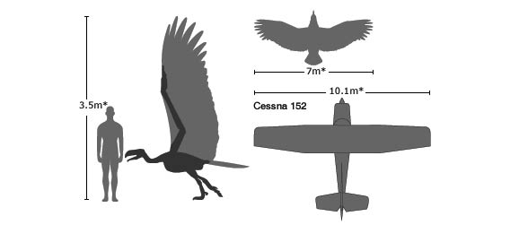 Argentavis