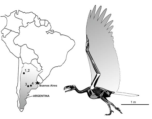 Argentavis