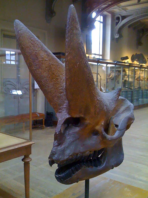 Arsinoitherium