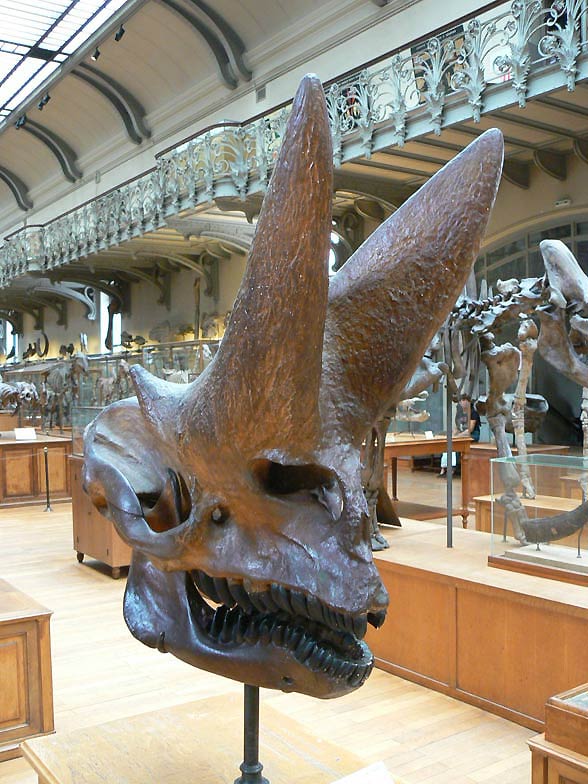 Arsinoitherium