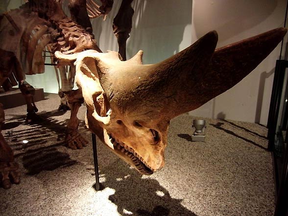 Arsinoitherium