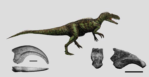 Chilantaisaurus, (Chilantaisaurus tashuikouensis)