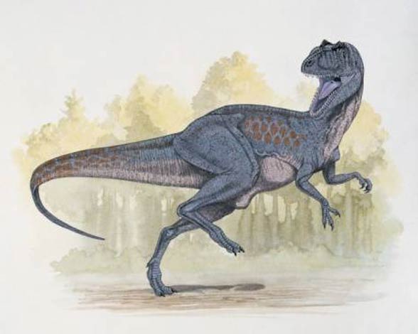 Chilantaisaurus, (Chilantaisaurus tashuikouensis)