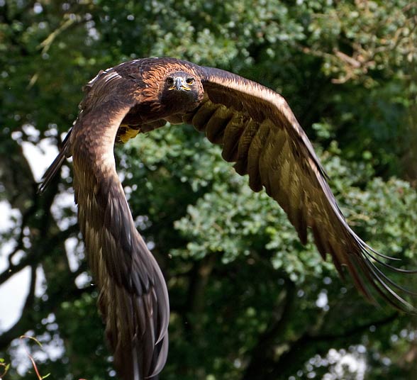 Golden eagle