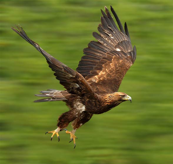 Golden eagle