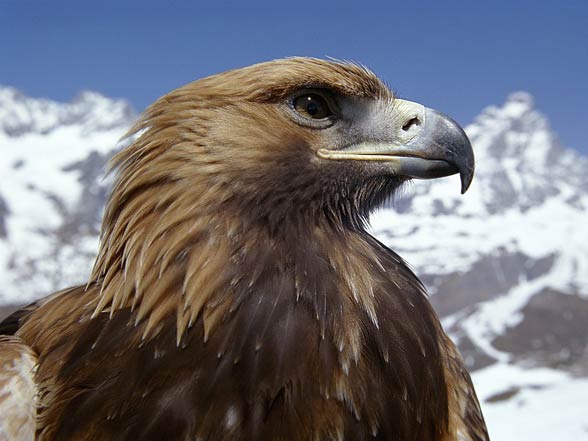 Golden Eagle Aquila Chrysaetos King Of The Skies