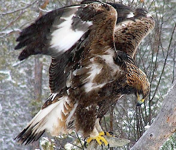 Golden eagle