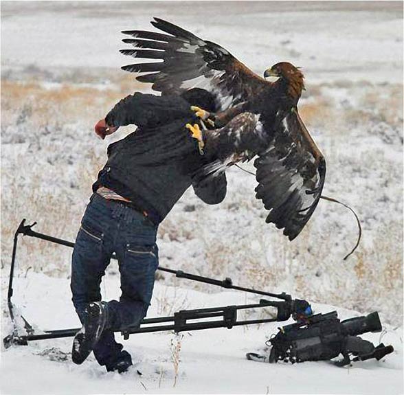 Golden Eagle Aquila Chrysaetos King Of The Skies