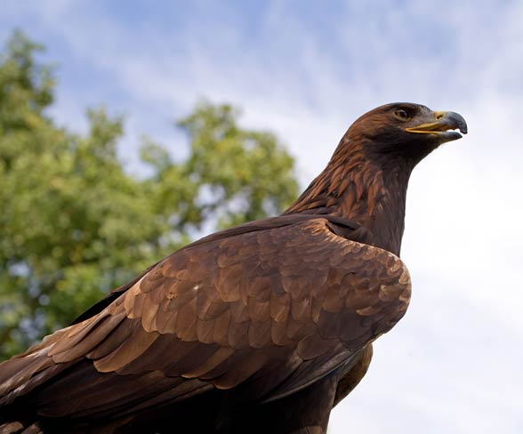 Golden Eagle Aquila Chrysaetos King Of The Skies