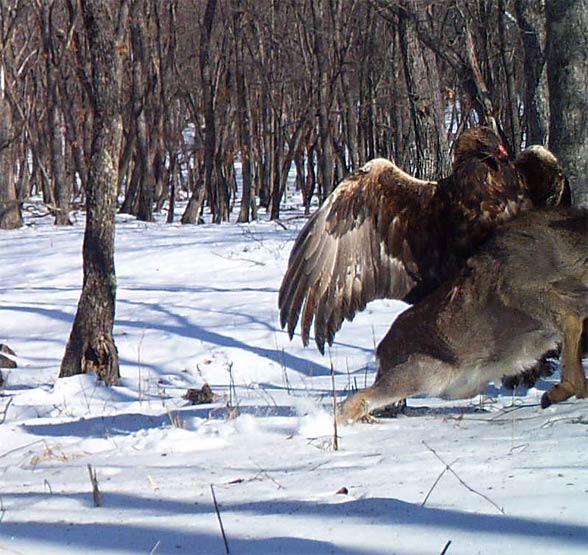 Golden eagle