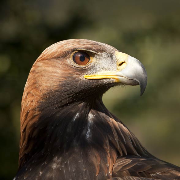 Golden Eagle VS Harpy Eagle - Who Is The King Of The Sky? 