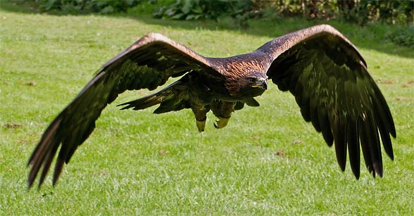 Golden Eagle Aquila Chrysaetos King Of The Skies