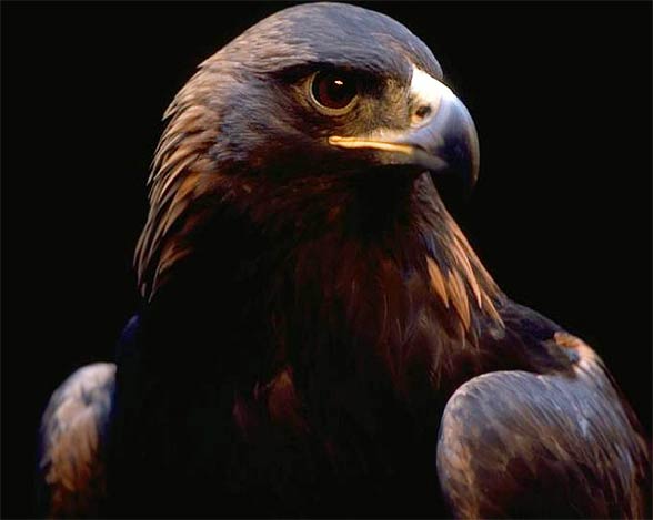 Golden eagle