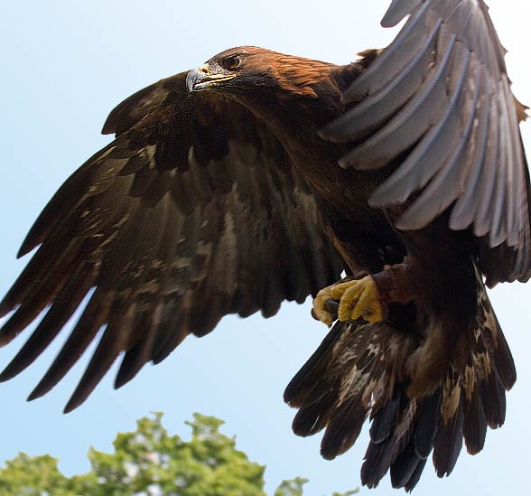 Golden eagle