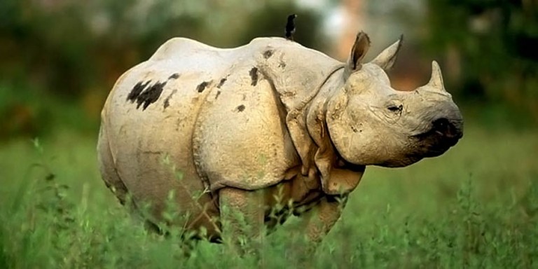 White rhinoceros – the largest rhino | DinoAnimals.com