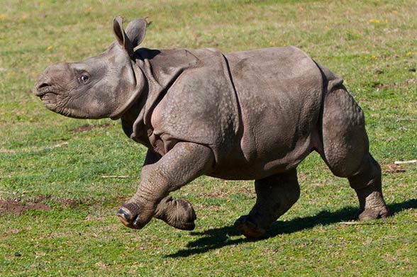 Indian rhinoceros / Horned rhinoceros