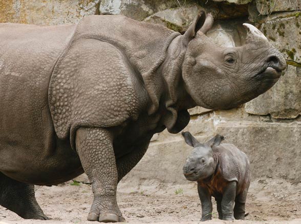 white rhinoceros social behavior