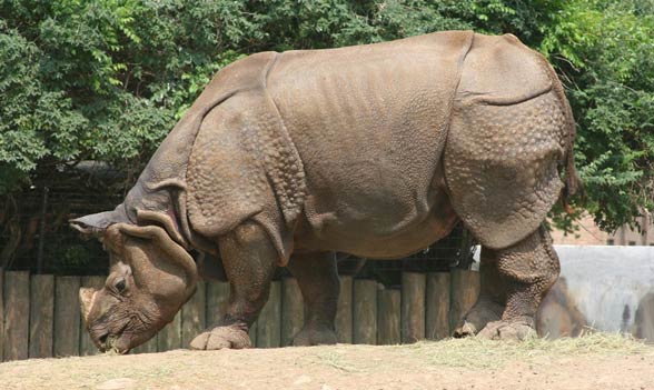 Indian rhinoceros / Horned rhinoceros