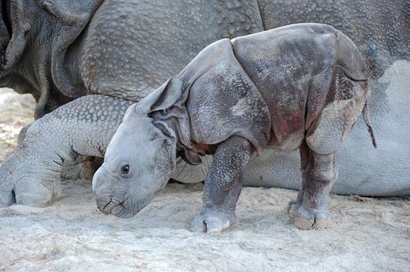 Indian rhinoceros / Horned rhinoceros