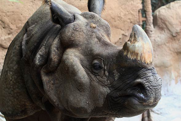 Indian rhinoceros / Horned rhinoceros