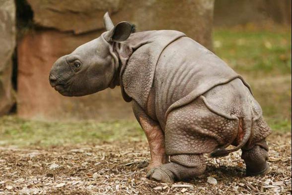 Indian rhinoceros / Horned rhinoceros