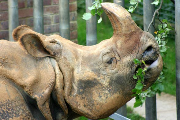 Indian rhinoceros / Horned rhinoceros