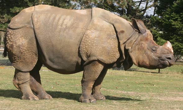 Indian rhinoceros / greater one-horned rhinoceros (Rhinoceros unicornis).