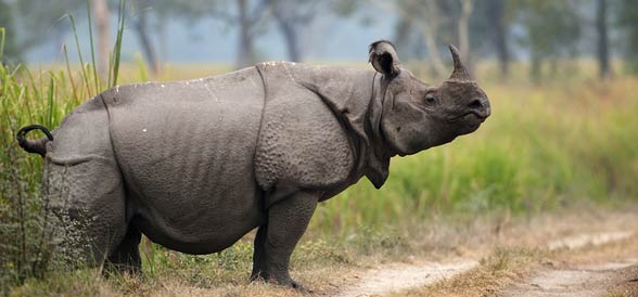 Indian rhinoceros / greater one-horned rhinoceros (Rhinoceros unicornis).