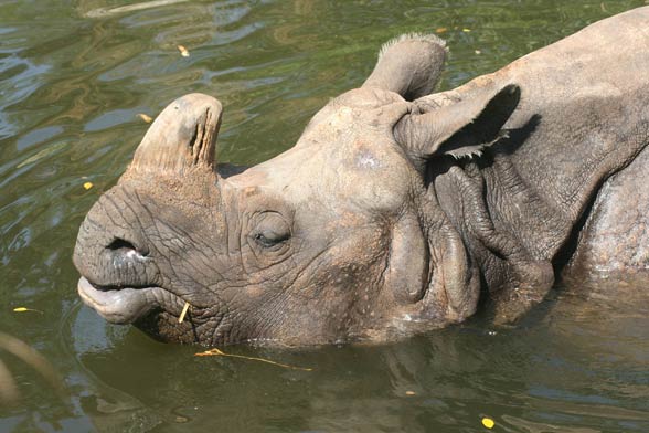 Indian rhinoceros / Horned rhinoceros