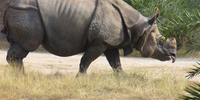 Javan rhinoceros – silent loner | DinoAnimals.com