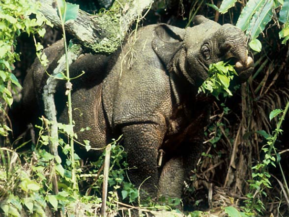 Javan rhinoceros (Rhinoceros sondaicus)