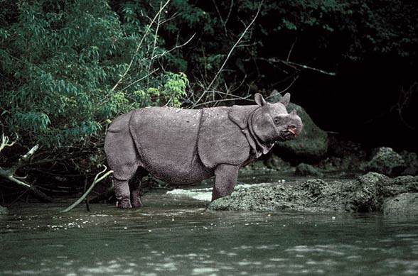 Javan rhinoceros (Rhinoceros sondaicus)