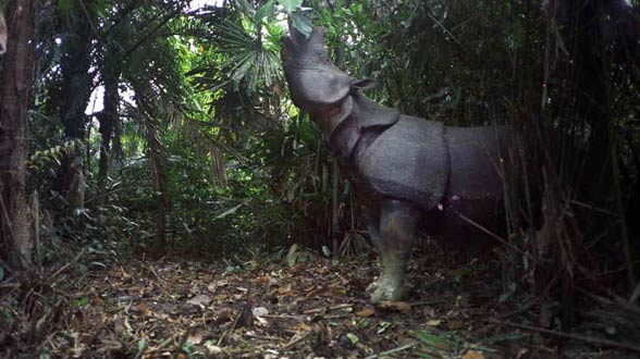 Javan rhinoceros (Rhinoceros sondaicus)